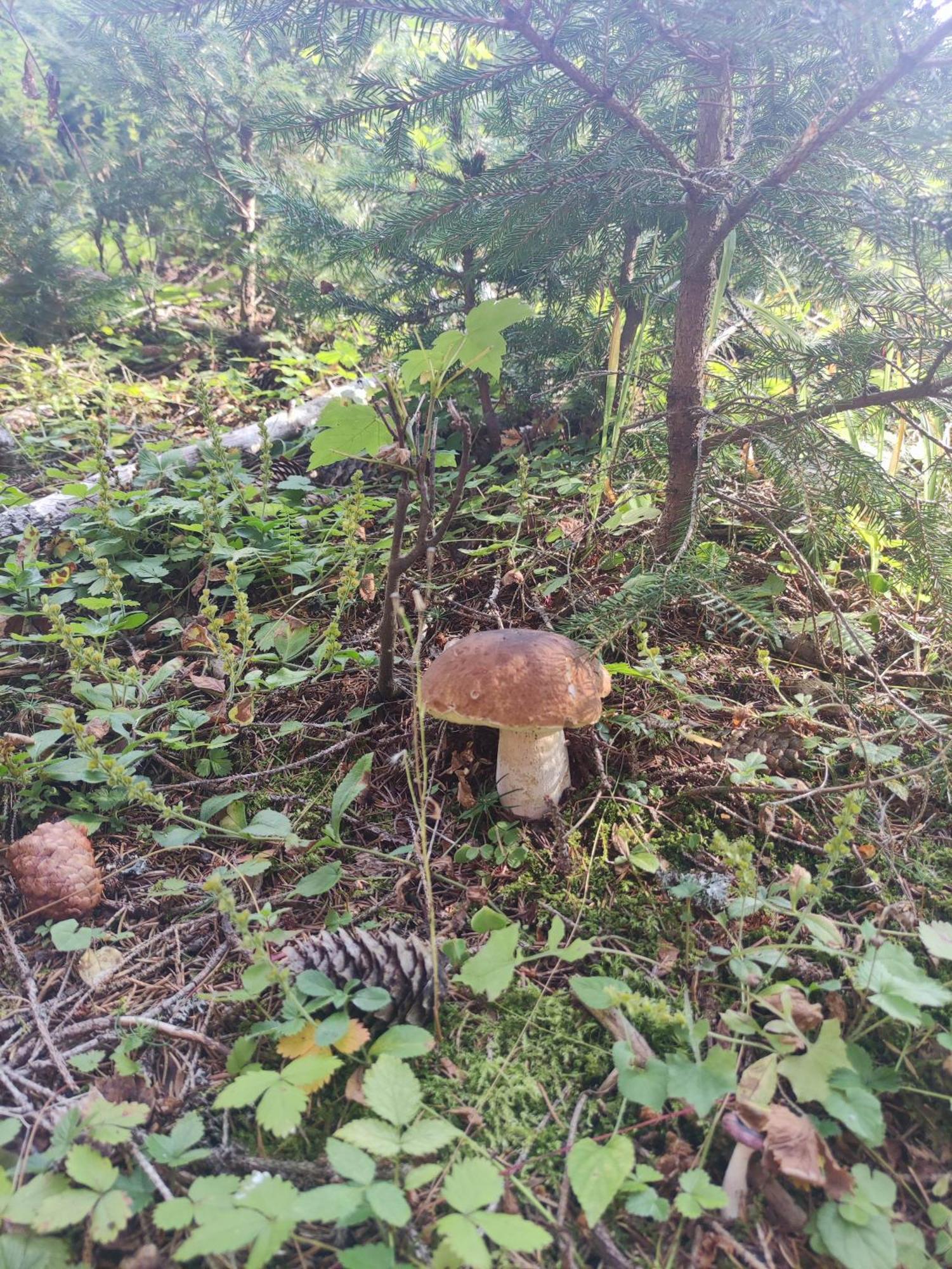 Chata Bobo Stozok Buitenkant foto